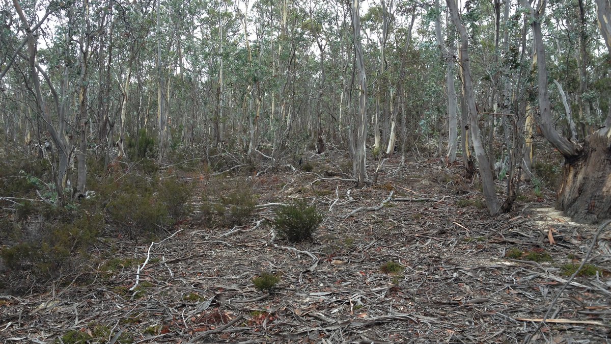 Photo of dry eucalypt (sclerophyll) forest at Sandford, south-east of Hobart, Tasmania. Illustrative image of bushfire-prone bushland, not a data centre site.
